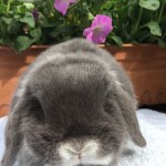 Chrissie - blue fox mini lop doe