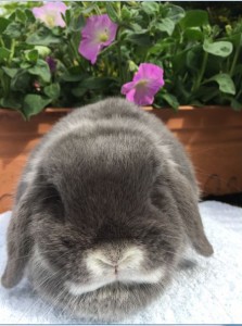 Chrissie - blue fox mini lop doe