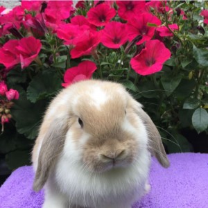 Daisy - fawn butterfly mini lop doe