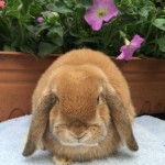 Trixie- orange mini lop doe