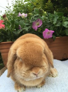 Faye - orange mini lop doe
