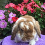 Felix - orange butterfly mini lop buck