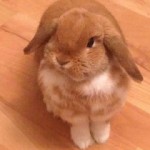 Scottish Dwarf Lops and Mini Lops