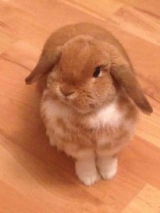 mini lop Flossie