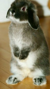 mini lop Ziggy in Aberfoyle
