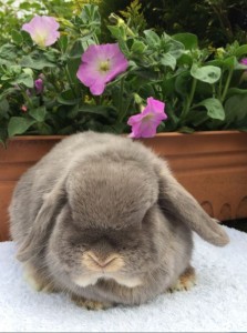 Hope - lilac otter mini lop doe