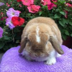 Jeremy - orange butterfly mini lop buck