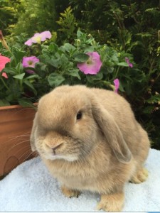 Kylie - fawn mini lop doe