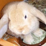 Scottish Dwarf Lops and Mini Lops