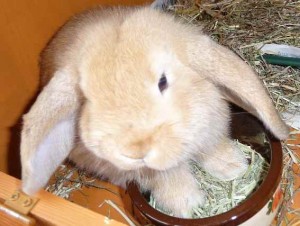 dwarf lop Nemo