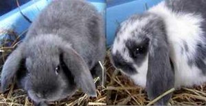 Dwarf lop Nibbles & Smudge