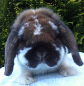 Oden - sooty fawn butterfly dwarf lop buck - Useful rabbit information links