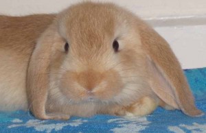 Dwarf Lop Peanut