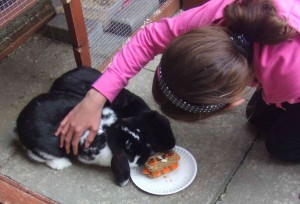 dwarf lop Peter's Birthday