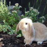 Scottish Dwarf Lops and Mini Lops