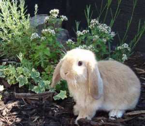 Dwarf Lop Rory