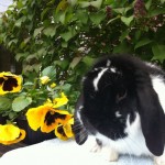 Samuel - stunning black butterfly dwarf lop buck