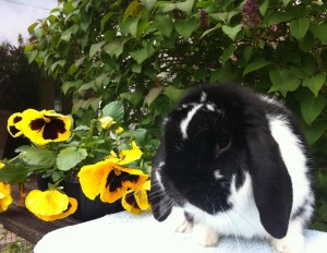 Samuel - stunning black butterfly dwarf lop buck - Useful rabbit information links