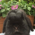 Sapphire - black mini lop doe