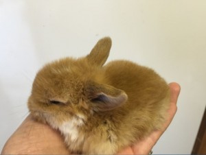 Tiny orange mantle baby mini lop
