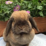 Vari - sooty fawn mini lop doe