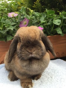 Vari - sooty fawn mini lop doe