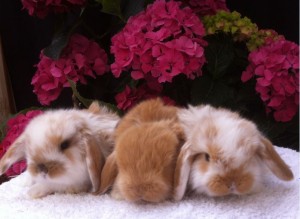 Baby dwarf lops