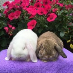 Baby mini lops