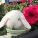 White baby mini lop