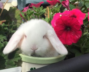 White baby mini lop