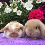 Orange butterfly and fawn baby mini lops