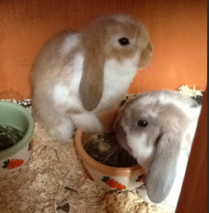 mini lop Coco & Pebbles