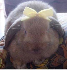 Dwarf lop Honey