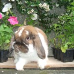 Scottish Dwarf Lops and Mini Lops