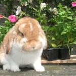 Scottish Dwarf Lops and Mini Lops