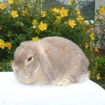 Scottish Dwarf Lops and Mini Lops