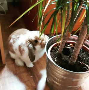 mini lop Ralph in Aberdeen