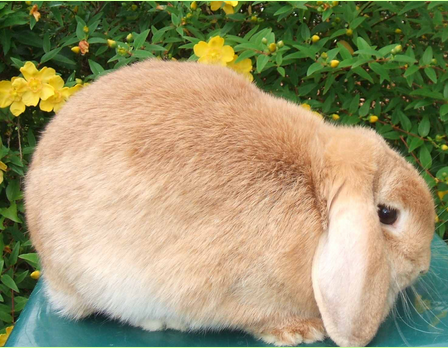 mini lop rabbit and dwarf lop rabbit