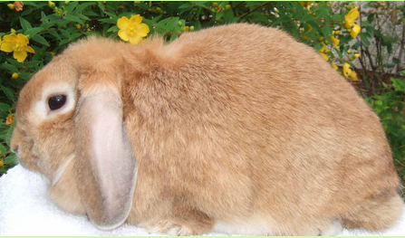 mini lop rabbit and dwarf lop rabbit