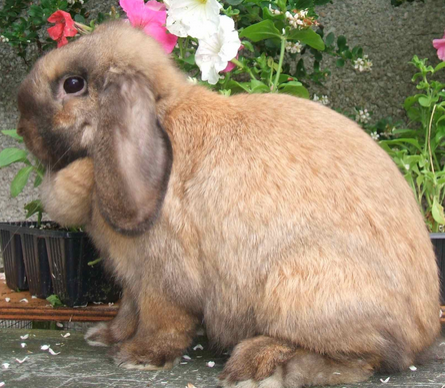 mini lop rabbit and dwarf lop rabbit