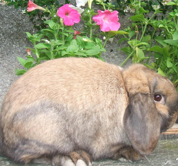 mini lop rabbit and dwarf lop rahttps://minilopscotland.co.uk/wp-admin/users.phpbbit