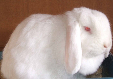 mini lop rabbit and dwarf lop rabbit