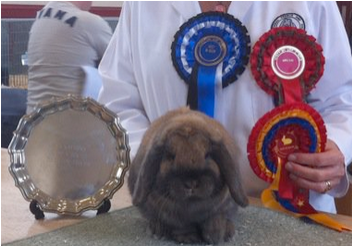 mini lop rabbit and dwarf lop rabbit