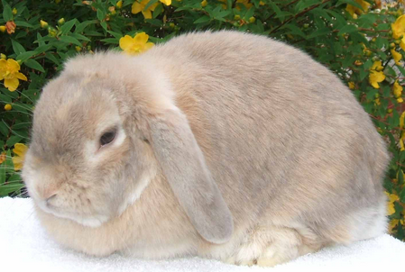 mini lop rabbit and dwarf lop rabbit