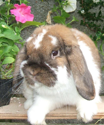 mini lop rabbit and dwarf lop rabbit