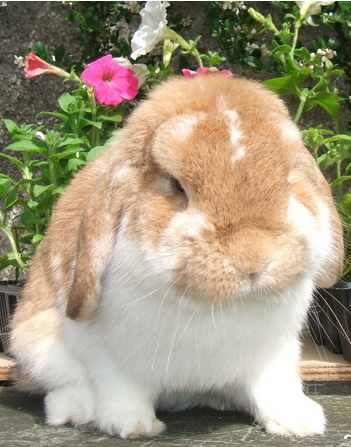 mini lop rabbit and dwarf lop rabbit