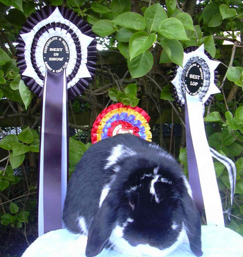 mini lop rabbit and dwarf lop rabbit