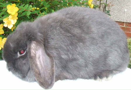 mini lop rabbit and dwarf lop rabbit