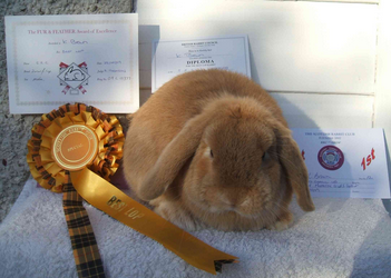mini lop rabbit and dwarf lop rabbit