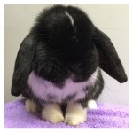 black mantle mini lop